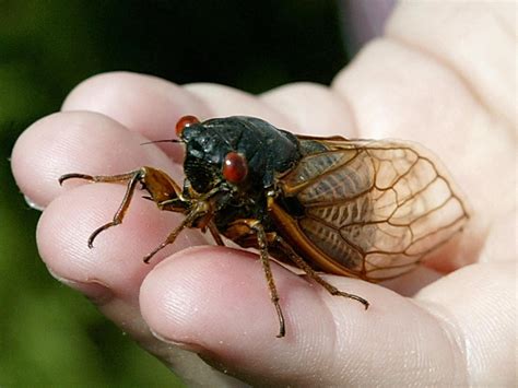 Theyre Back Millions Of Cicadas Expected To Emerge This Year Npr