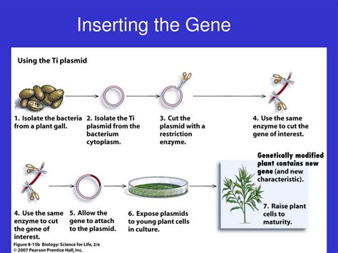 Ppt Genetically Modified Crop Plants Powerpoint Presentation Free