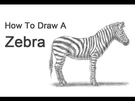 Learn how to draw cheetah for kids easy and step by step. How to Draw a Zebra - YouTube