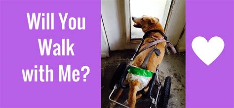 Paralyzed Dog Inspiration Will You Walk With Me Lara Loves Good