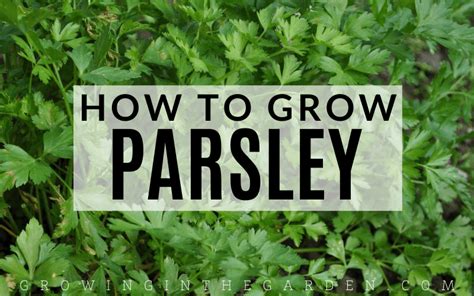 How To Grow Parsley 5 Tips For Growing Parsley Growing In The Garden