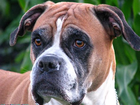 Boxer Dog Health Facts