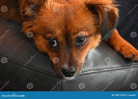 Little Puppy Dog With Big Astonished Eyes Stock Photo Image Of Alone
