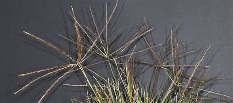 Of The Best Native Grasses To Plant In Your Yard Good Living