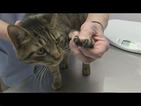 The painful surgery is a last resort for indoor cats who scratch household surfaces. New York Legislature passes ban on cat declawing
