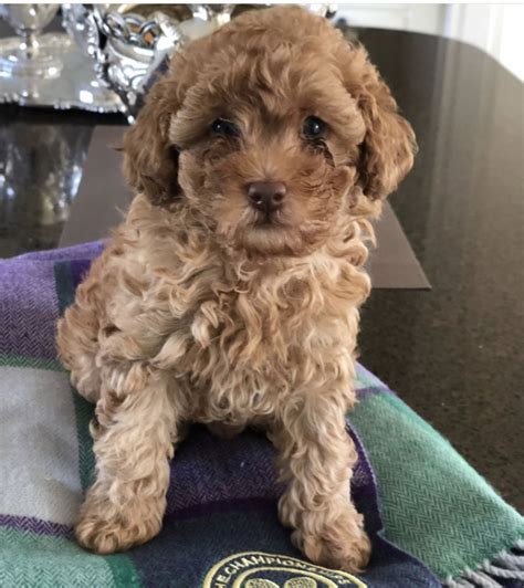 Luxury quality maltipoo puppies for sale. Tiny maltipoo puppies | Virginia Water, Surrey | Pets4Homes