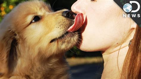 Should You Let A Dog Lick Your Face Youtube
