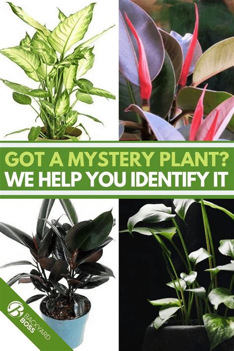 How To Identify House Plants Everything You Need To Know To Id A