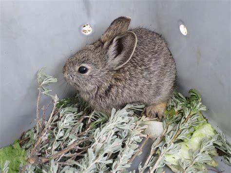 Pygmy Rabbit Breed Info Pictures Traits And Facts Pet Keen