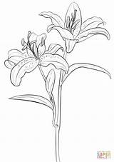 Coloring Lily Tiger Printable Drawing sketch template