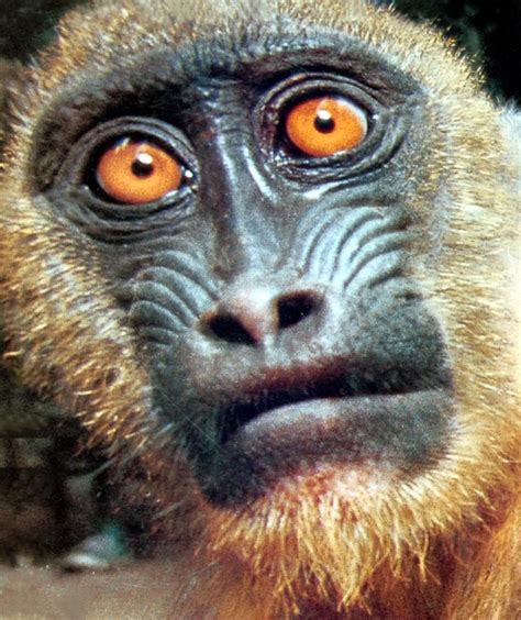 Latest Funny Pictures Funny Monkey Faces Images