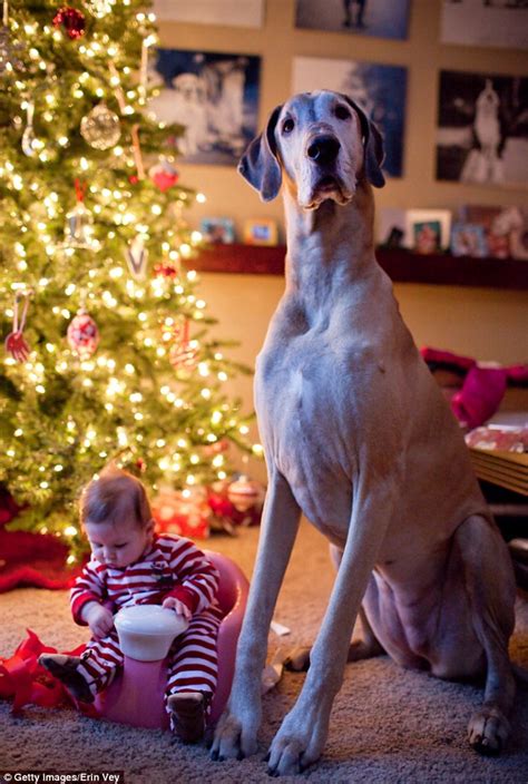 Pphotographs Of Big Dogs Treating Little Kids As Though