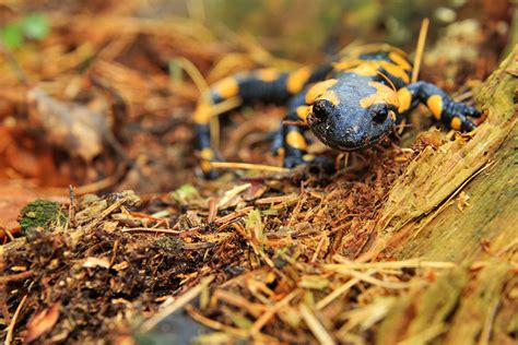 What Do Salamanders Eat Pet Care Advisors