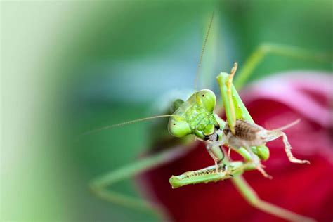 Insectos Características Alimentación Hábitat Reproducción
