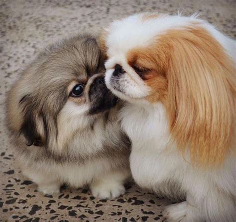 Shih Tzu Cute | Pekingese puppies, Pekingese, Pekingese dogs