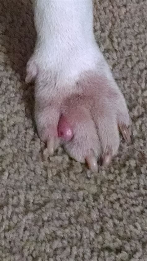 Tumor Between Toes — Strictly Bull Terriers