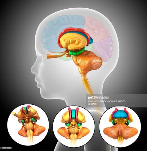Childs Brain Anatomy Illustration High Res Vector Graphic Getty Images