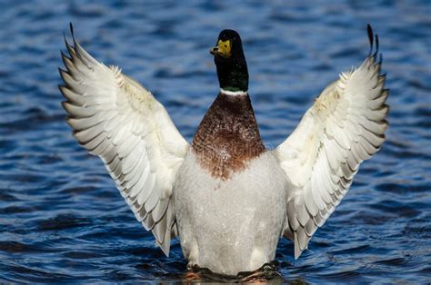 Pato Selvagem Duck Stretching Its Wings While Que Descansa Na Gua