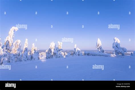 Cold Winter Day Sunset Landscape With Snowy Trees Photo From Sotkamo
