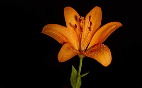 Orange Lily Flower Dew Free Photo On Pixabay Pixabay