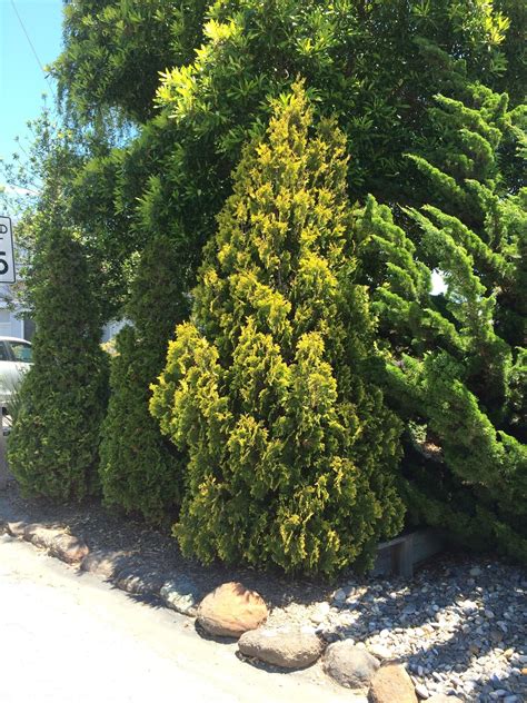 Maybe you would like to learn more about one of these? Trees of Santa Cruz County: Thuja occidentalis 'Yellow ...