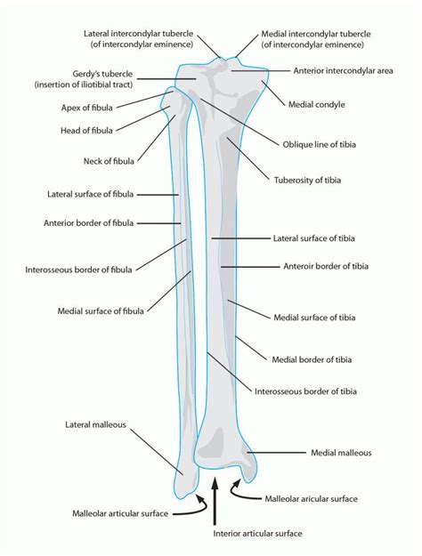 The knee joint is the largest joint in the body and is primarily a hinge joint, although. Tibia and fibula anatomy - www.anatomynote.com | Human ...