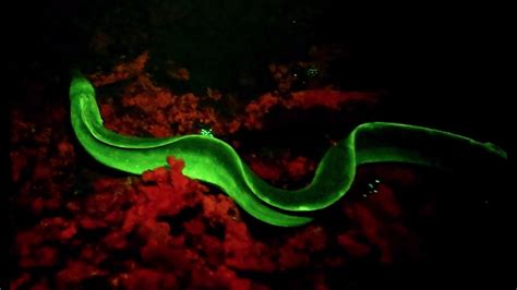 Supercut Of Fluorescent Creatures Glowing In The Ocean Youtube
