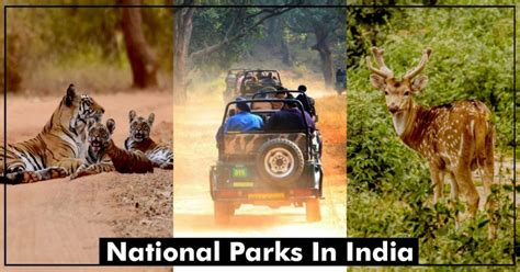 Top 5 National Parks In India You Must Visit Once Railmitra Blog