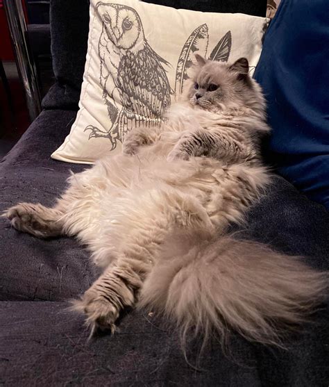 Milo Watching A Cat Show On Tv Rhimalayancats