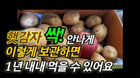 감자보관법 감자 이렇게 보관했더니 1년 내내 안심하고 먹어요 감자 수확시기 감자저장법 YouTube