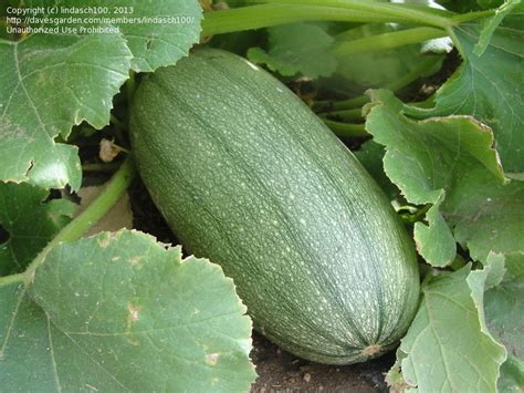 Check spelling or type a new query. Beginner Gardening: A spaghetti squash of a different ...