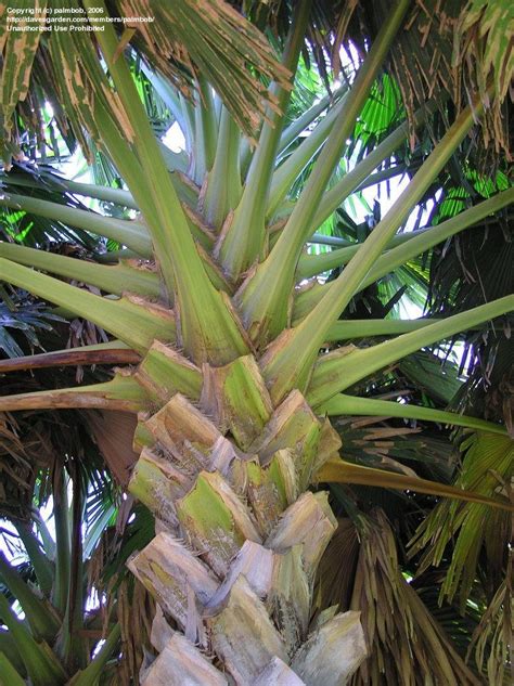 Plantfiles Pictures Corypha Species Gebang Great Fan Palm Talipot