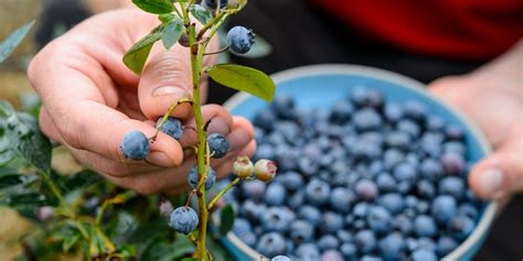 How To Grow Blueberries Best Blueberry Varieties Which