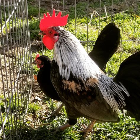 Japanese Bantam For Sale Chickens Breed Information Omlet