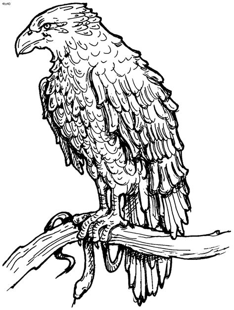 Download Philippine Eagle coloring for free - Designlooter 2020 👨‍🎨