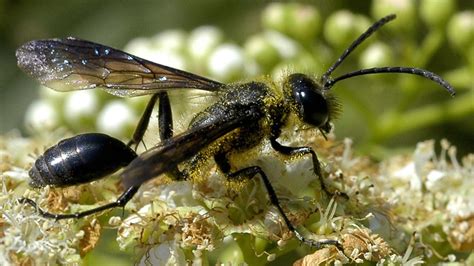 Fairy Wasp Tigtag