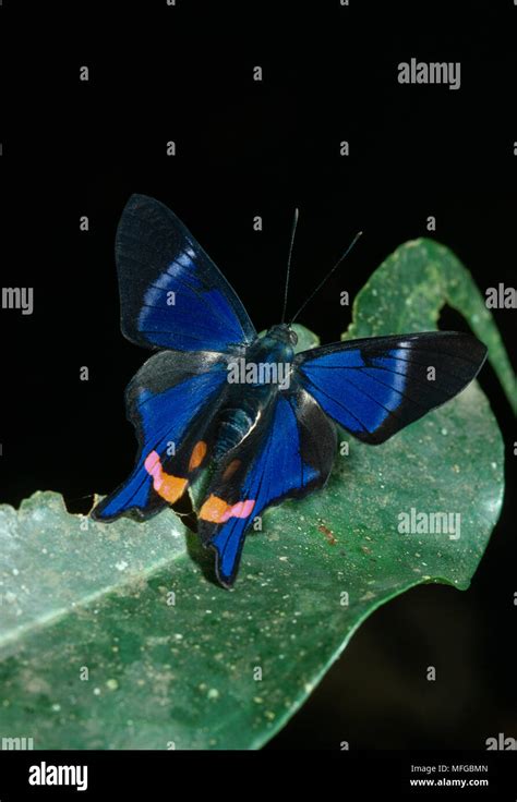 Metalmark Butterfly Rhetus Periander On Leaf Wings Open Stock Photo