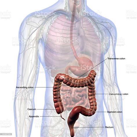 Large Intestine Colon Sections Labeled In Male Abdominal Anatomy Stock