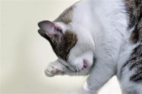 Despite the name, ringworm is not actually caused by a worm at all, rather a group of fungi called dermatophytes and can be referred to by its medical name dermatophytosis. Over the counter ringworm treatment for cats