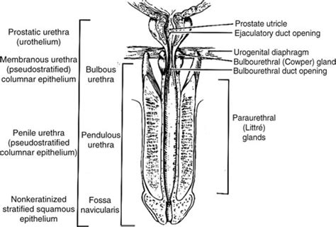 Urethra Abdominal Key