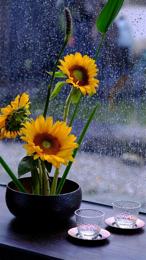 Very Nice Sunflower Photography Rain Photography Photography