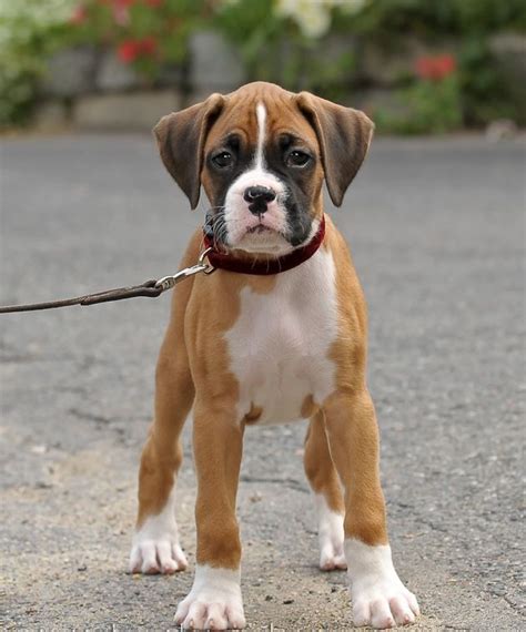 Baby Boxer Boxer Puppies Boxer Dog Puppy Boxer Dogs