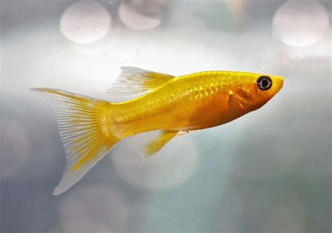 10 Best Freshwater Fish Species For Aquarium The Buzz Land Pet Fish
