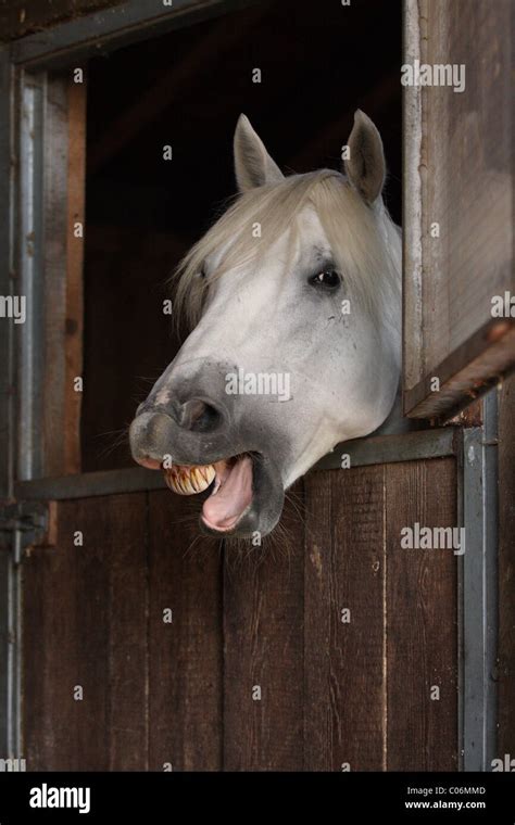 Horse Yawn Hi Res Stock Photography And Images Alamy