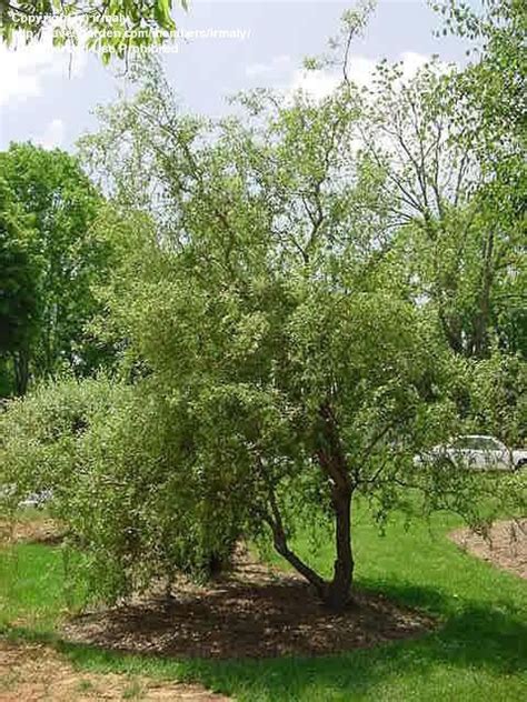 Plantfiles Pictures Corkscrew Willow Curly Willow Pekin Willow