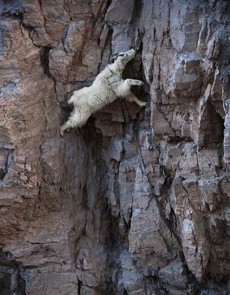 These 36 Goats On Cliffs Dont Know What Fear Is Bored Panda