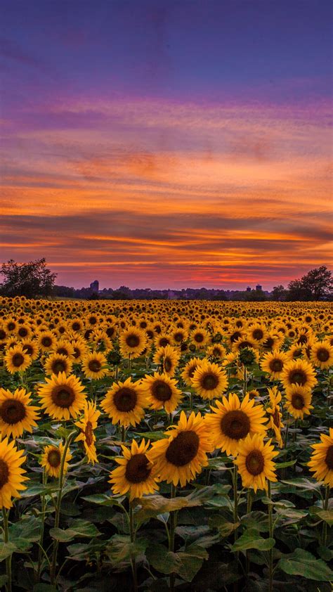 Sunflowers Field Sunset Wallpaper 1080x1920