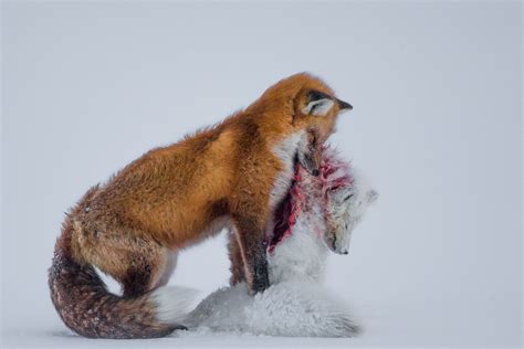 Its A Fox Eat Fox World