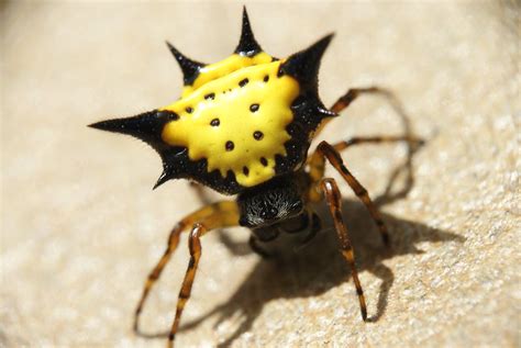 This spider has a distinctive dark brown 'marbled' spot on the back of its abdomen and is found near water or damp heathland. Yellow Micrathena Spider | This is straight out from the ...