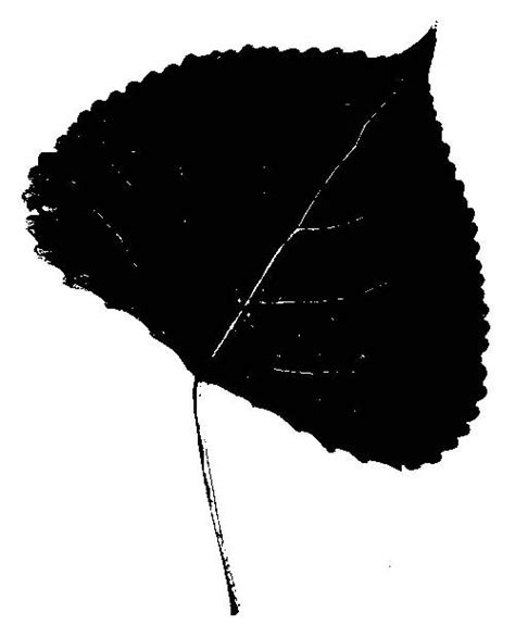 How To Identify A Tree With Leaf Silhouettes Leaf Silhouette